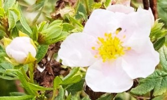 potentilla flor 5